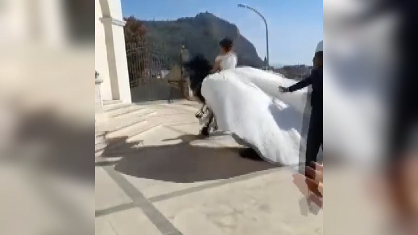 La denuncia da Palmi: «Cavallo usato per un matrimonio stramazza a terra per il caldo» – VIDEO
