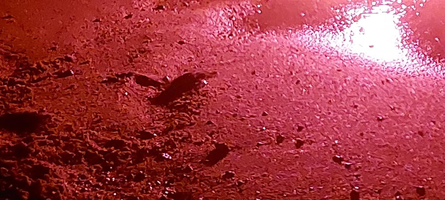 Emozionante schiusa di tartarughe a Corigliano – IL VIDEO