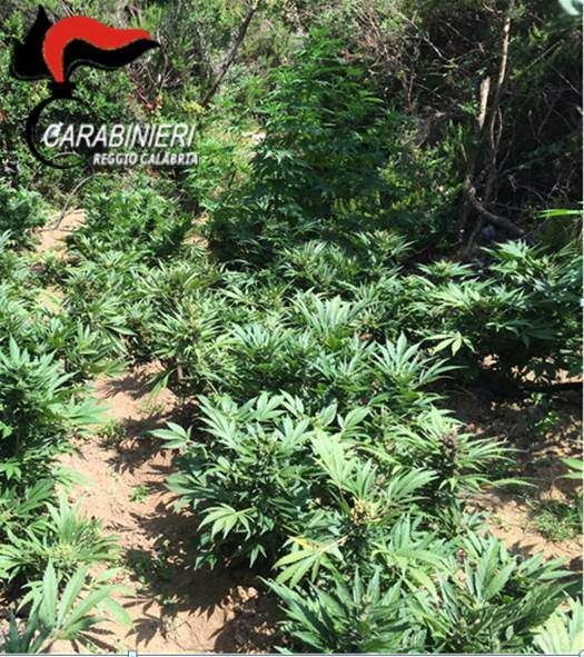 Due piantagioni di marijuana rinvenute nella Locride