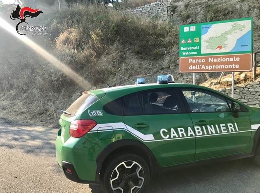 In auto con esemplari fauna protetta, denunciato