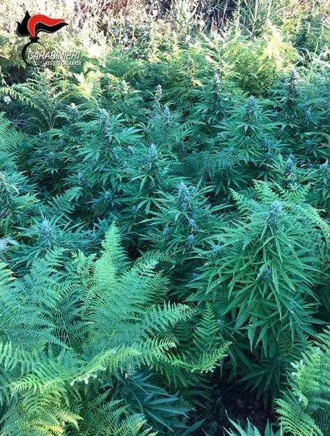 I carabinieri scoprono mille piante di marijuana nella Locride