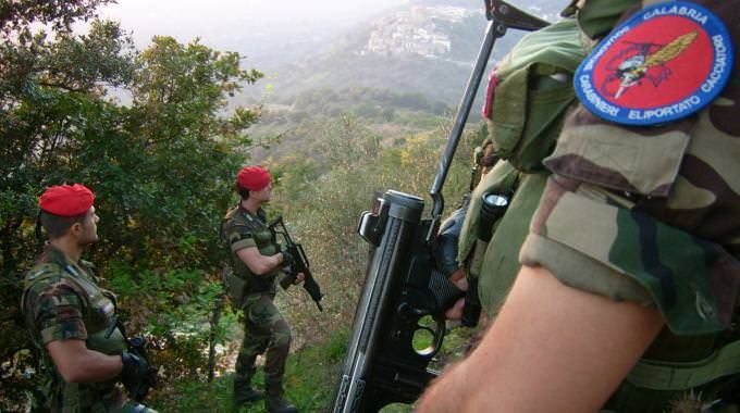 Piantagione di marijuana sequestrata nel Vibonese