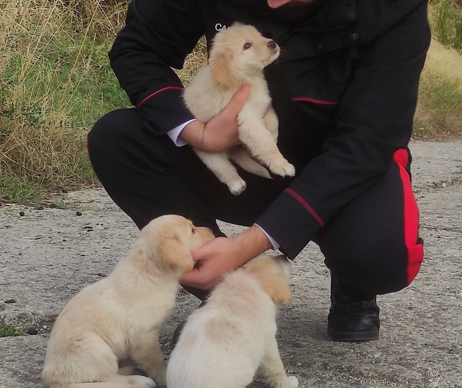 Tre cuccioli di cane abbandonati per strada nel Reggino, salvati dai carabinieri