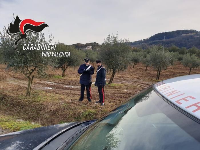 Intimidazione a un imprenditore, tagliati 40 alberi di ulivo
