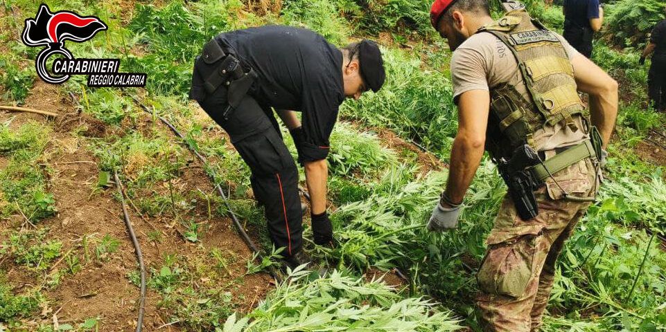 Sequestrata nel Reggino una piantagione di marijuana da 1229 piante