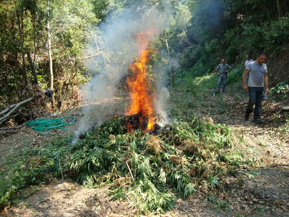 Nocera, scoperte 500 piante di canapa indiana