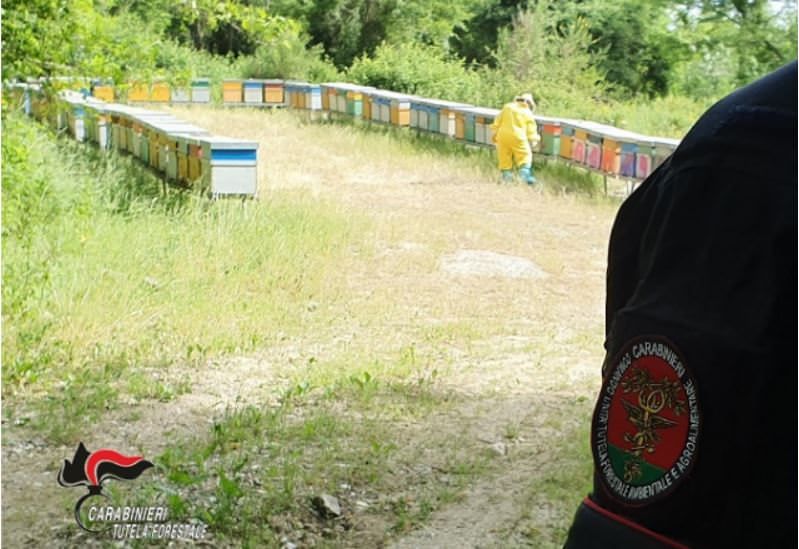 Arnie illegali nel Vibonese, denunciati due apicoltori