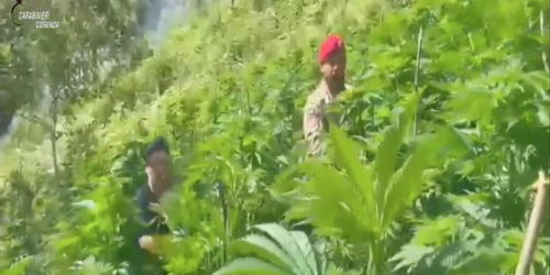 Maxi piantagione di marijuana sequestrata nel Cosentino - VIDEO