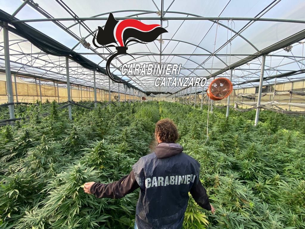 L'oro verde di Sellia Marina, sequestrata una piantagione di cannabis da 9 milioni di euro – VIDEO