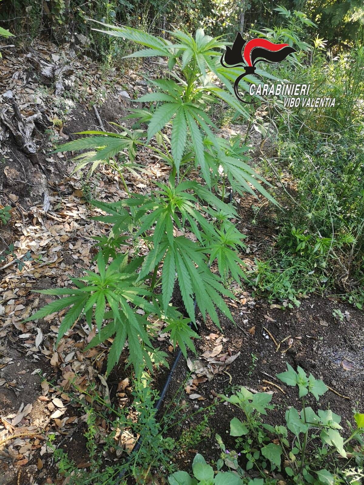 Mongiana, individuata e distrutta piantagione di cannabis