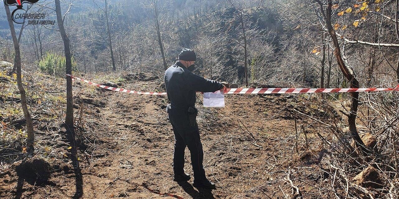 Taglio abusivo di legname a San Giovanni in Fiore, sequestrata l’area