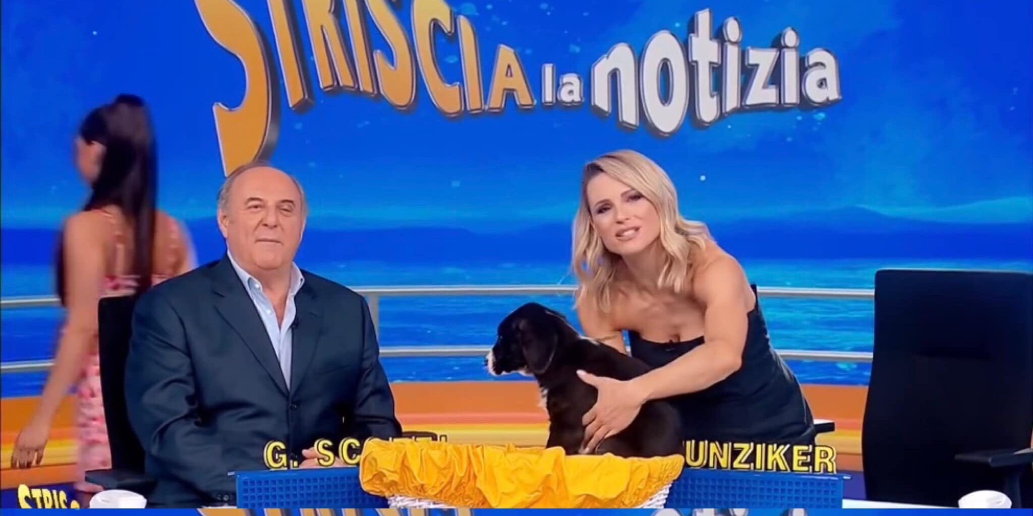 Dalla Calabria a Striscia la Notizia, la storia della cucciola salvata a Taurianova