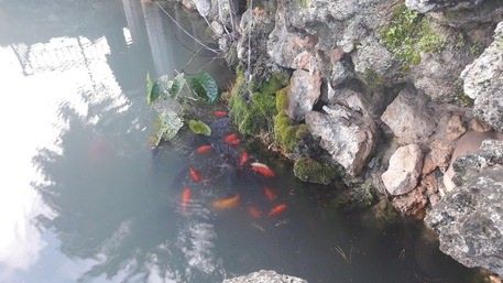 Polistena, veleno in un laghetto pubblico