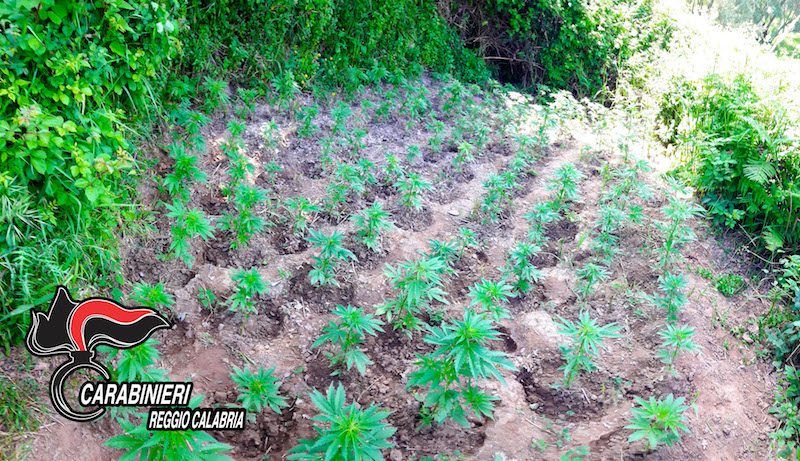 Coltivava mille piante di canapa, arrestato a Oppido – VIDEO