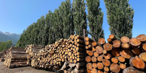 Summer School “Progettazione e realizzazione di strutture in legno