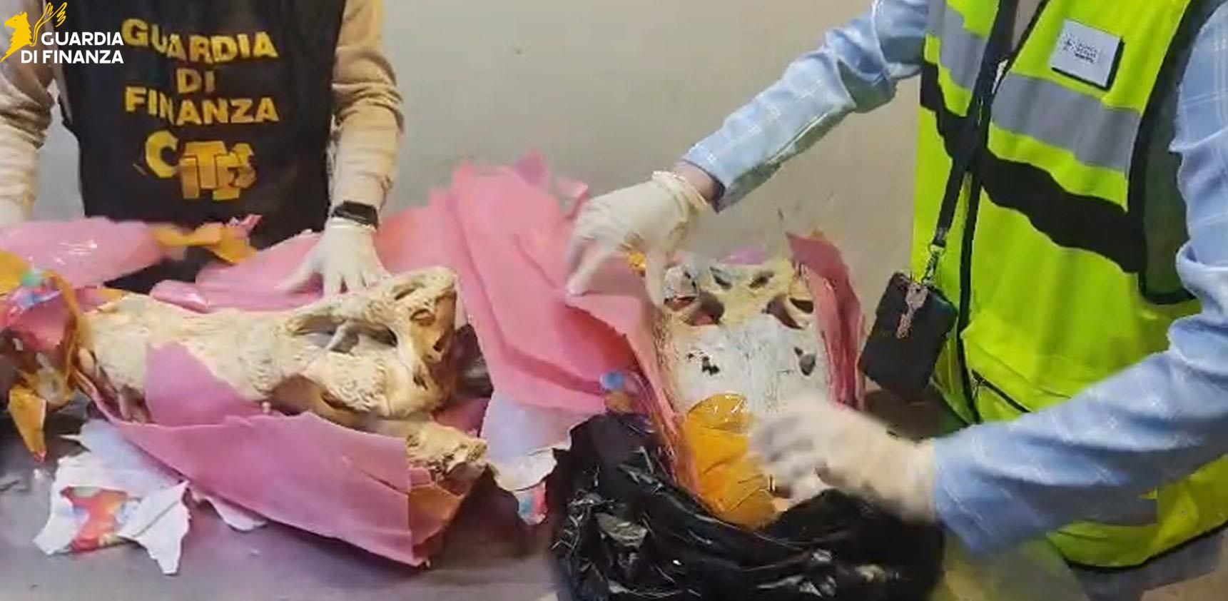 Malpensa, sequestrati due teschi di coccodrillo