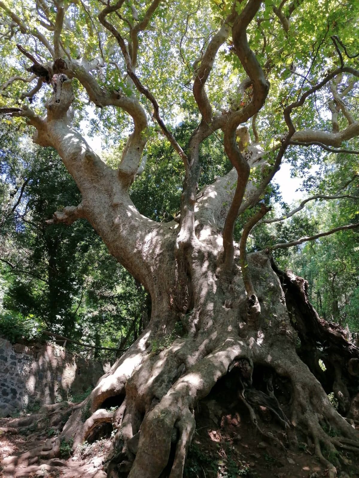 Albero dell'anno, in corsa il Platano di Curinga