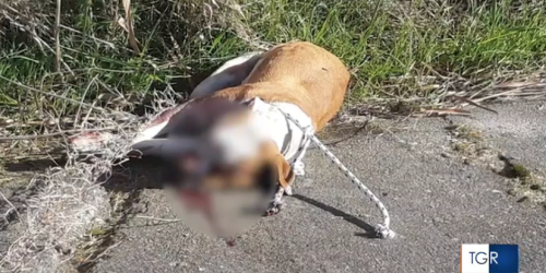 cagnetta uccisa bastonate crotone
