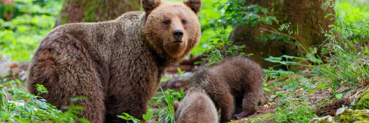 Runner ucciso nel Trentino, catturata l’orsa “Jj4”