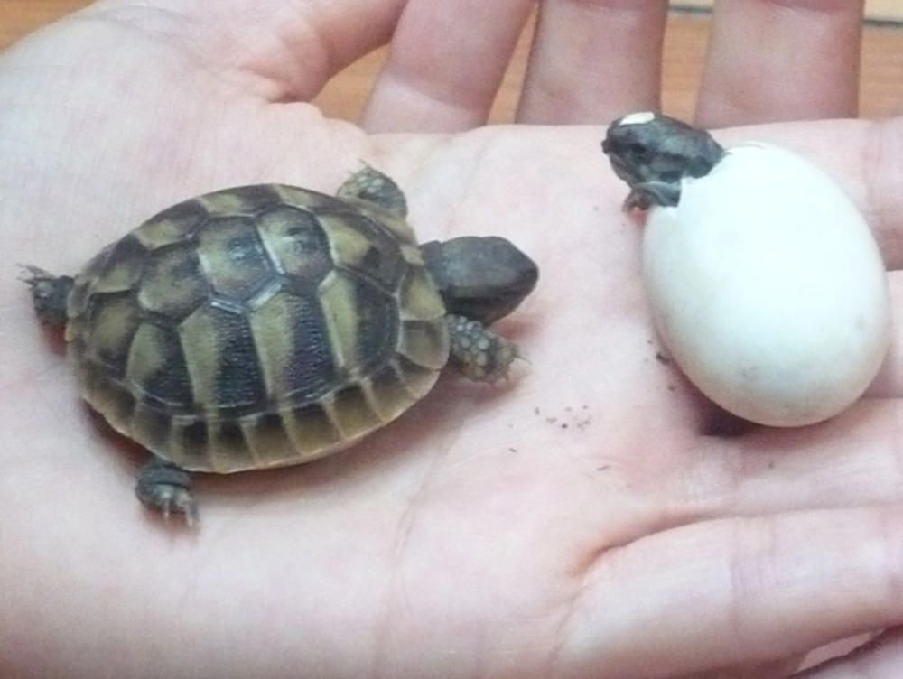 Strongoli: tartarughe nate sulla spiaggia, turisti si mobilitano