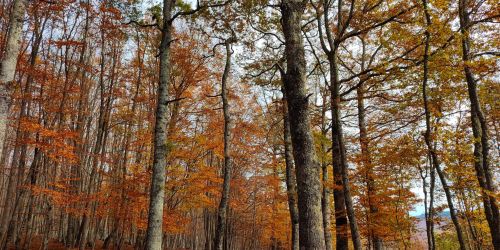 G4314. Reventino. Foresta di Condrò. Ph F. Bevilacqua