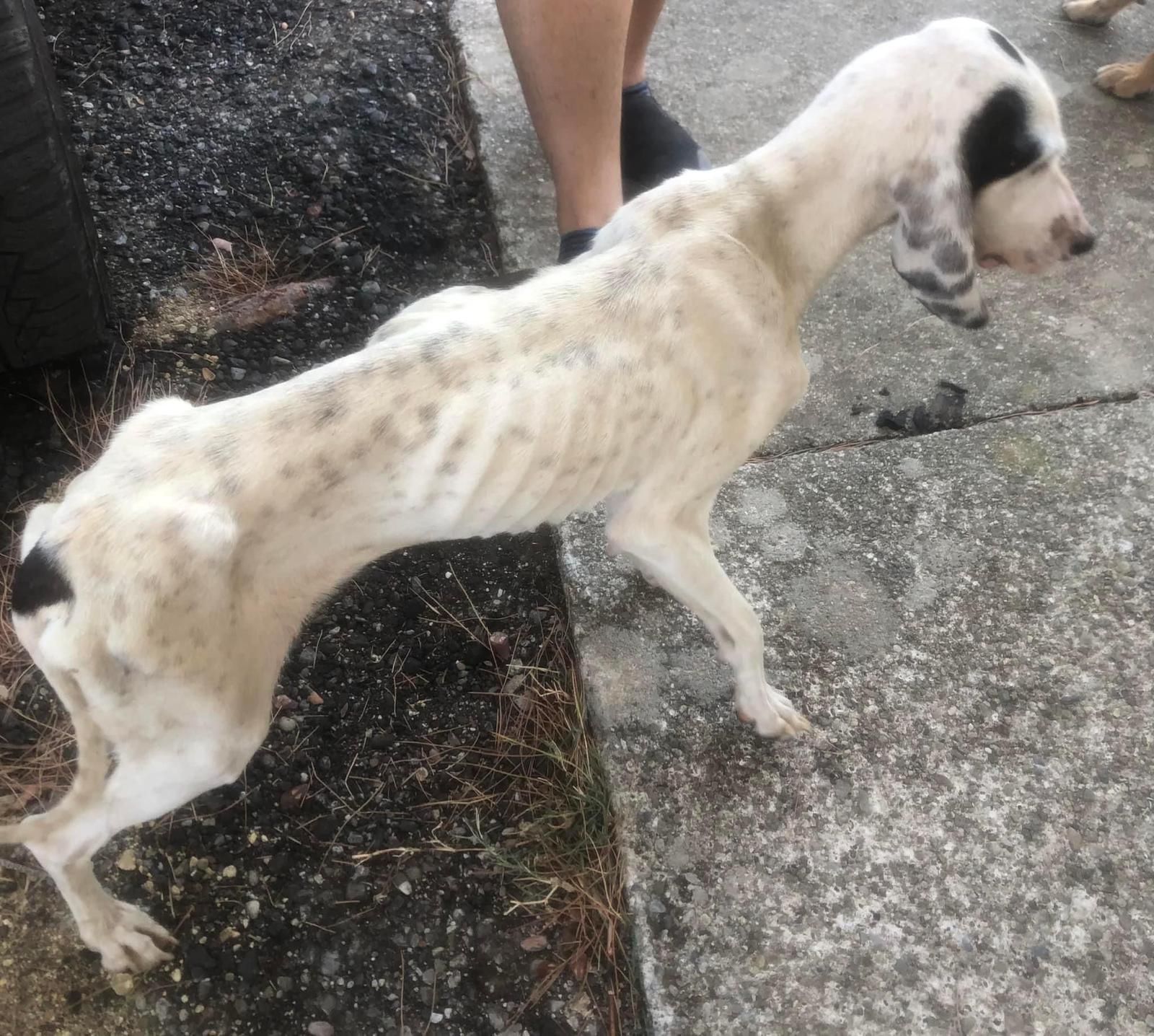 «Decine di cani da caccia abbandonati in Calabria». La denuncia di “Stop animal crimes” – FOTO