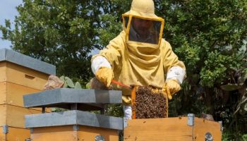 Nasce OP Apica: la prima organizzazione di produttori del miele in Calabria (e terza in Italia)