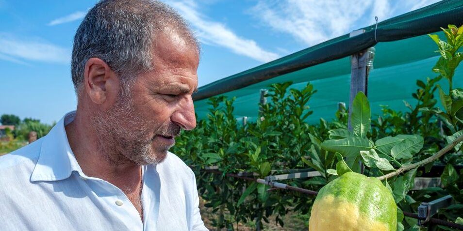Adduci: ecco perché la denominazione Dop “Cedro di Santa Maria del Cedro” è giusta