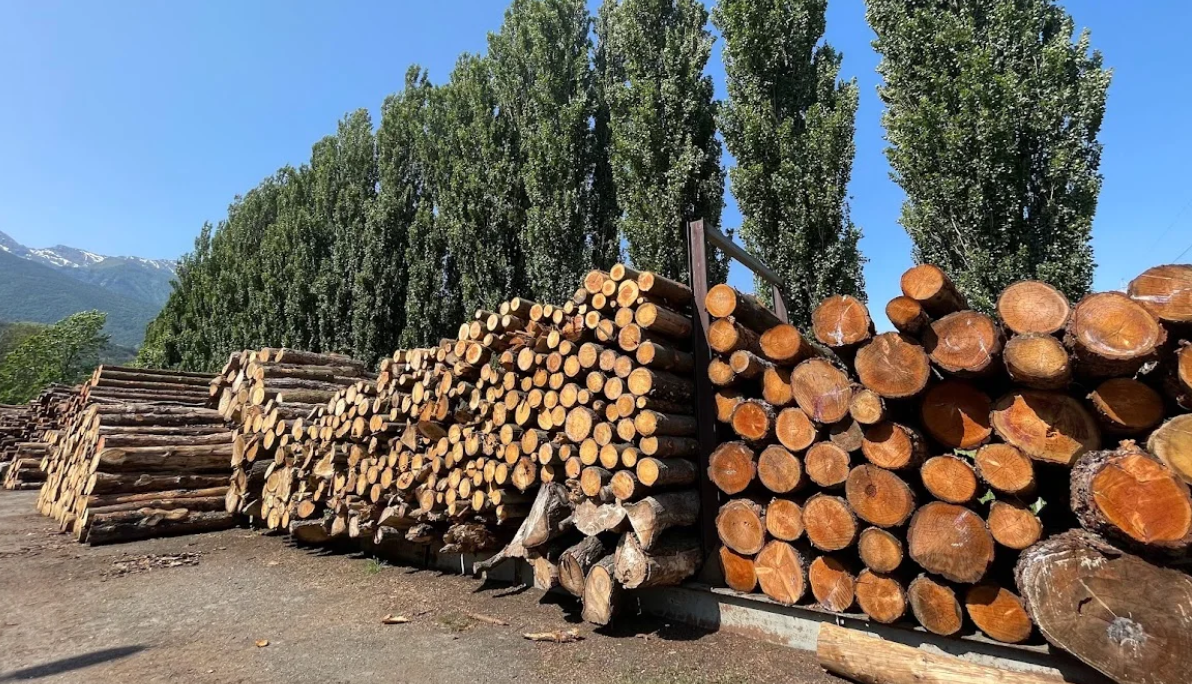 «È necessario realizzare nel Mezzogiorno un Ecosistema di Innovazione della filiera bosco legno»