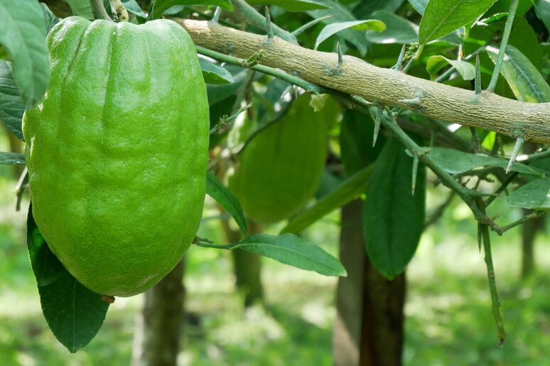 In Calabria la raccolta dei cedri per le comunità ebraiche