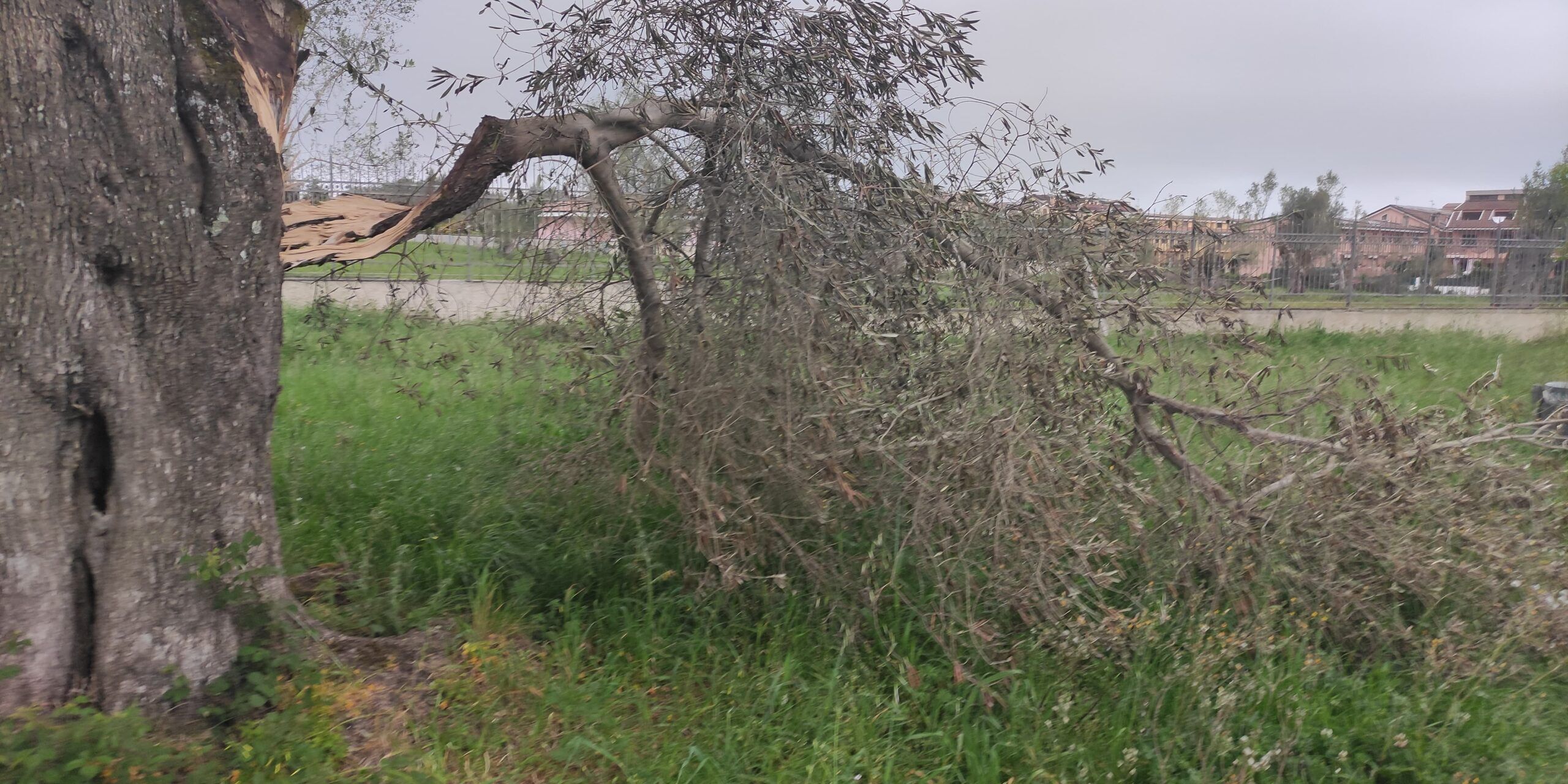 Erbacce e rami spezzati, il degrado al Parco urbano di Vibo Valentia – FOTO