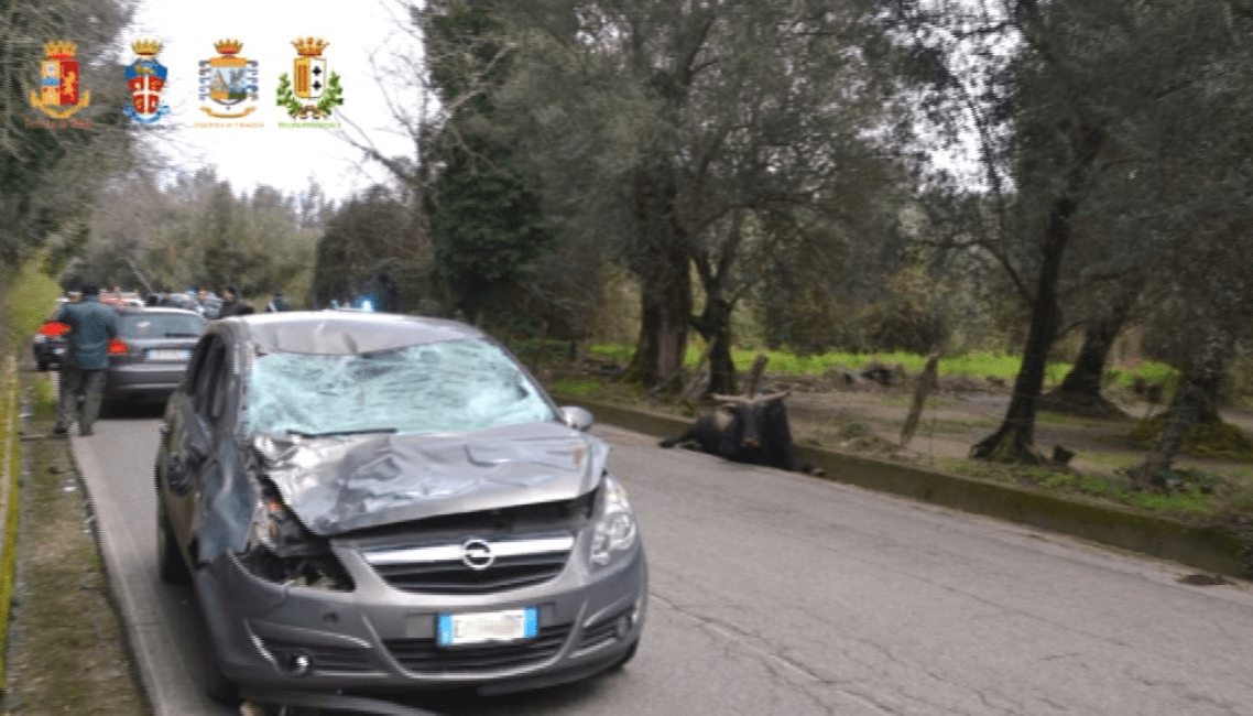 Sono 105 le "vacche sacre" catturate in Aspromonte