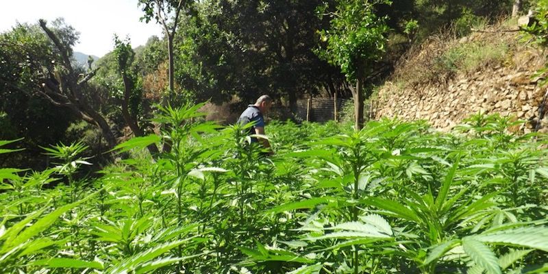 Scoperte due piantagioni di cannabis tra Reggio e Vibo