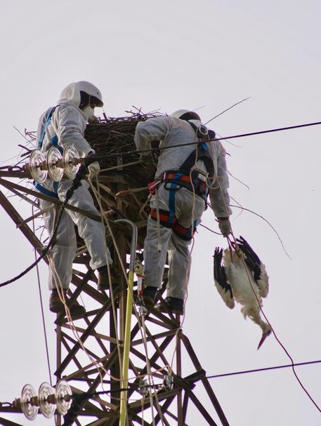 Cicogna uccisa a fucilate, esposto del Wwf alla Procura