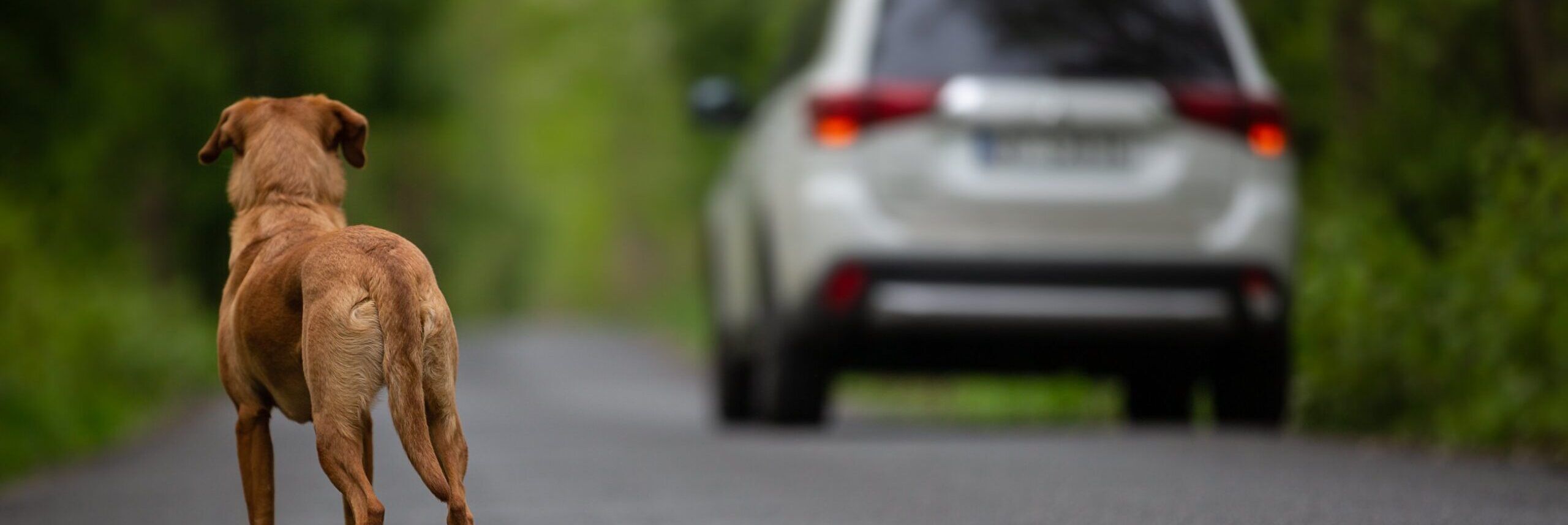 Randagismo, Legambiente: «Più di 70mila cani abbandonati nel 2022»  – VIDEO