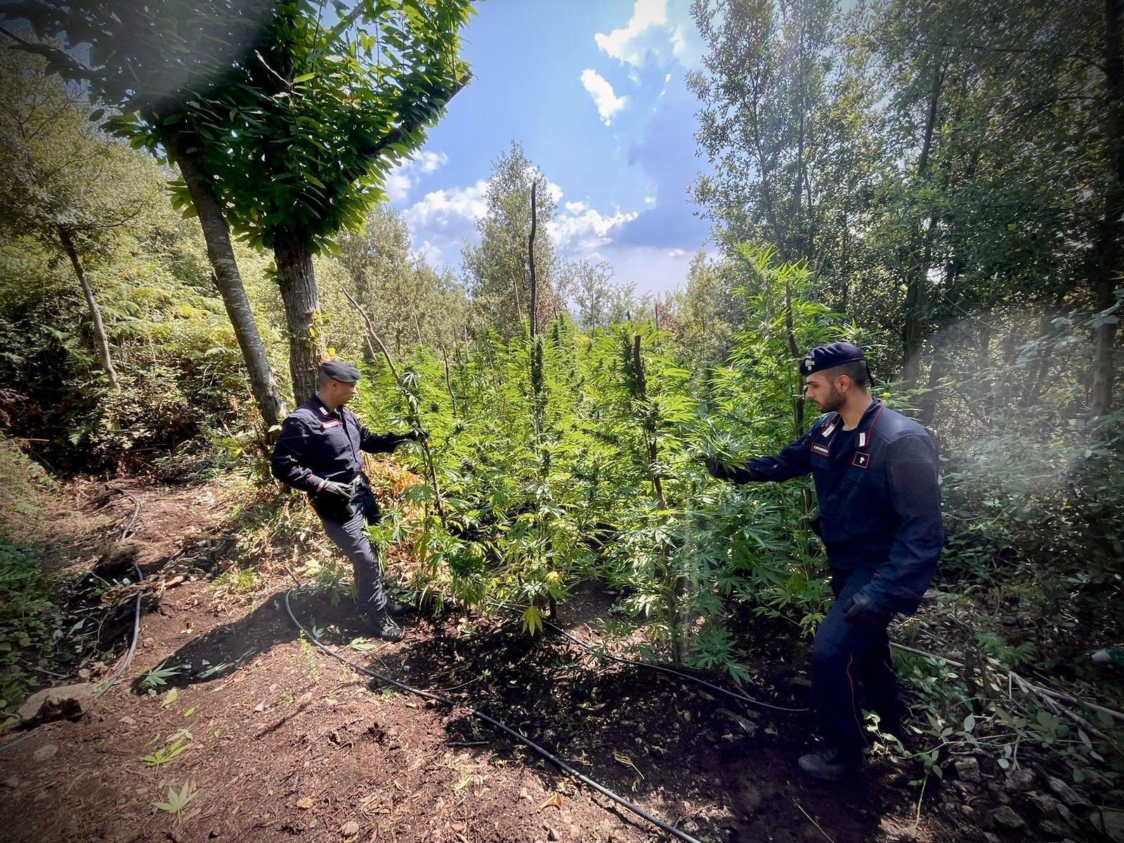 Controlli dei Carabinieri nel Vibonese, scoperte oltre 2 mila piante di canapa indiana – FOTO