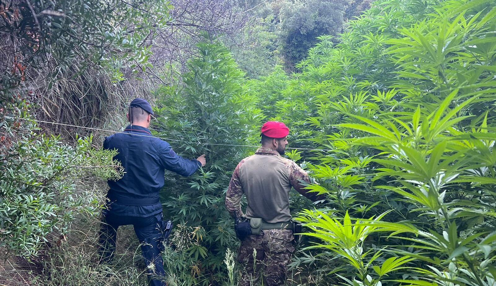 Una piantagione di canapa e armi nascoste nella vegetazione nel Reggino