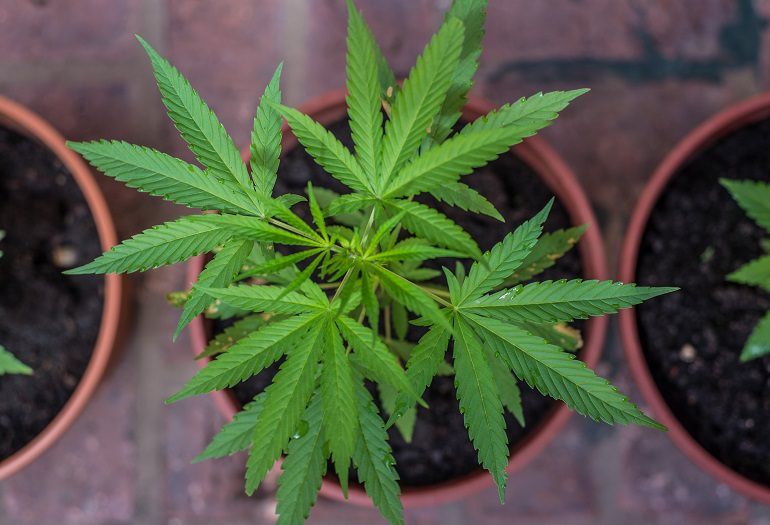 "Erba" nei sacchi di iuta, arrestati padre e figlio