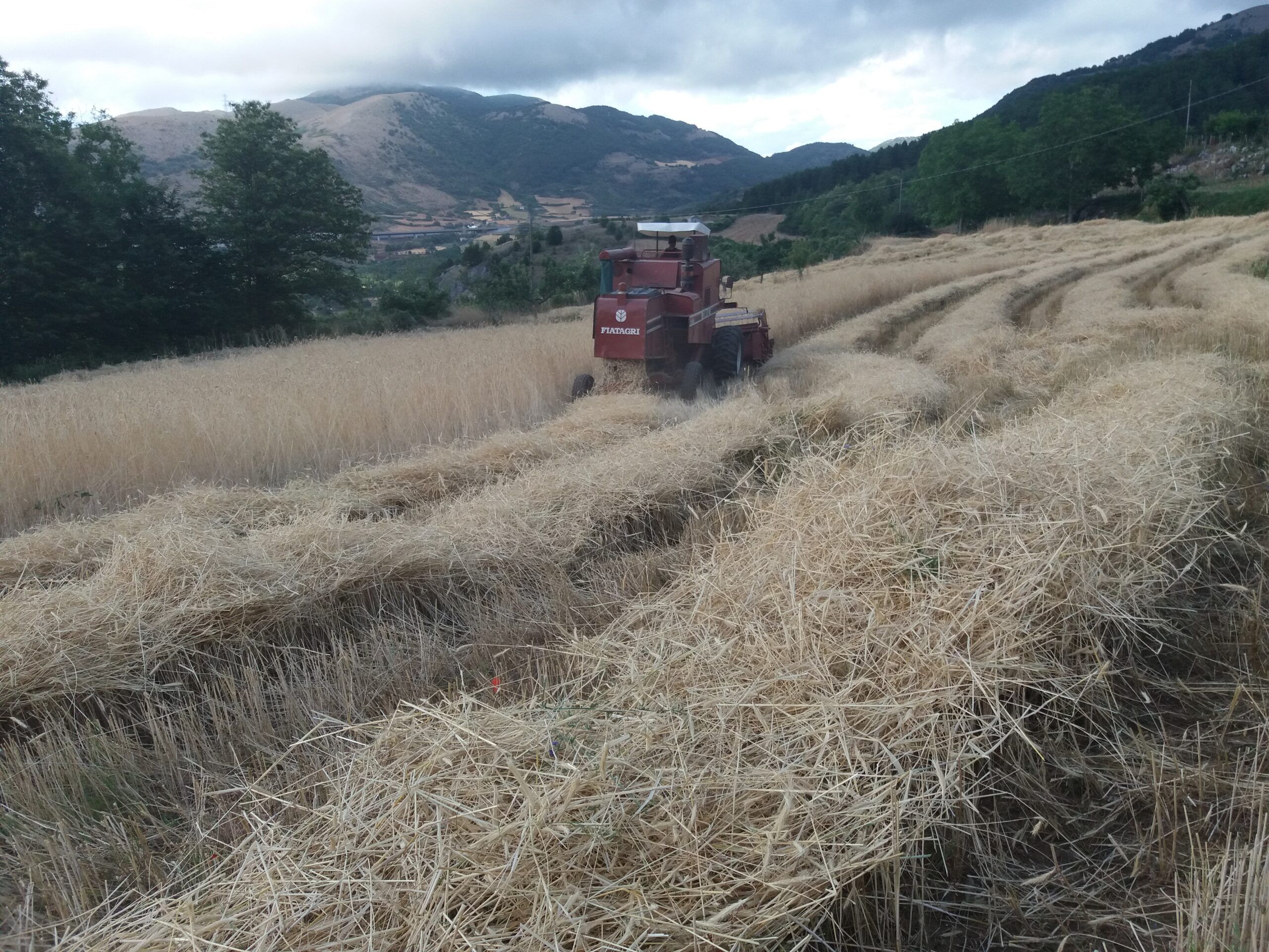 «Il rilancio della segale in Calabria: una opportunità per nuova occupazione nel settore agroalimentare»