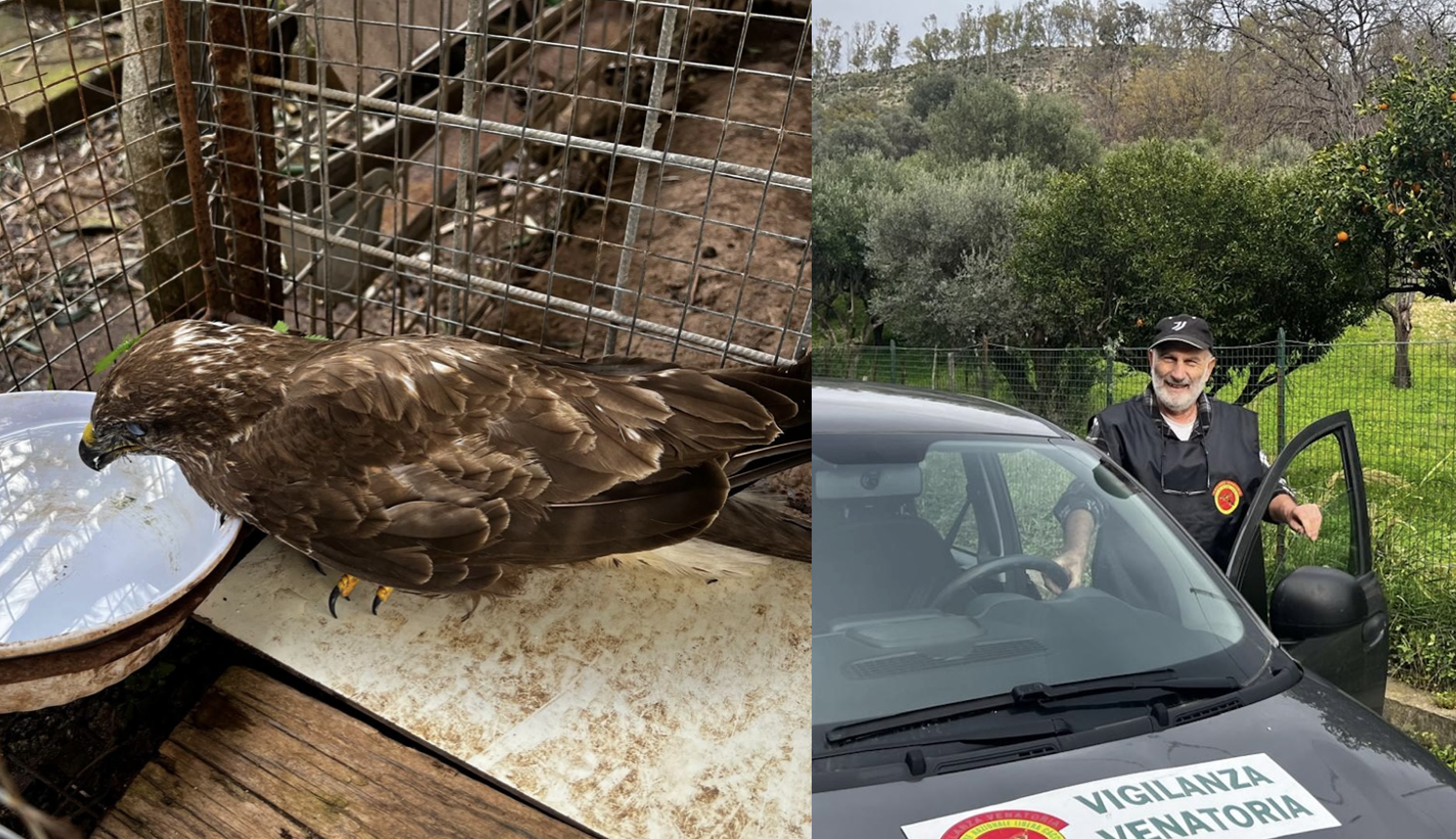 Salvata nella Locride una poiana ferita: affidata alle cure del Cras