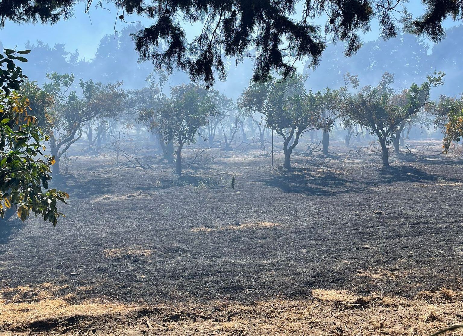 Lamezia Terme, secondo incendio in due giorni nell’azienda agricola dell’ex magistrato Doris Lo Moro
