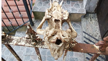 Cosenza, cranio di un cane sul cancello di casa: minacciato il coordinatore di Gaia