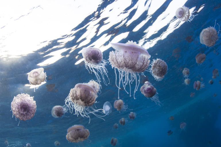 Jonio invaso dalle meduse, Arpacal: «Legato al mare più caldo e pulito»