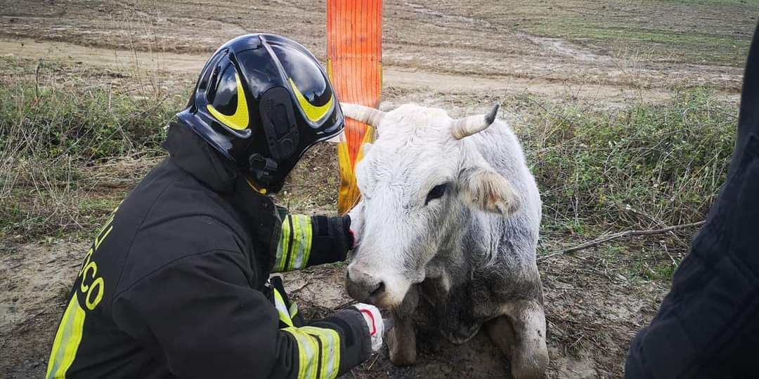 Vigili del fuoco salvano una mucca nel Crotonese – VIDEO