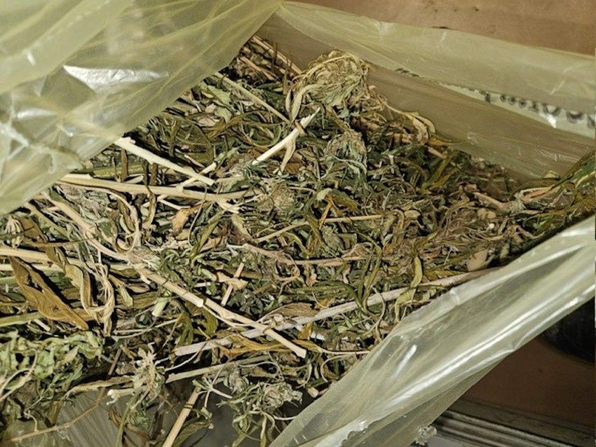 Crotone, i carabinieri sequestrano 8 chili di piante di marijuana in un’area di periferia