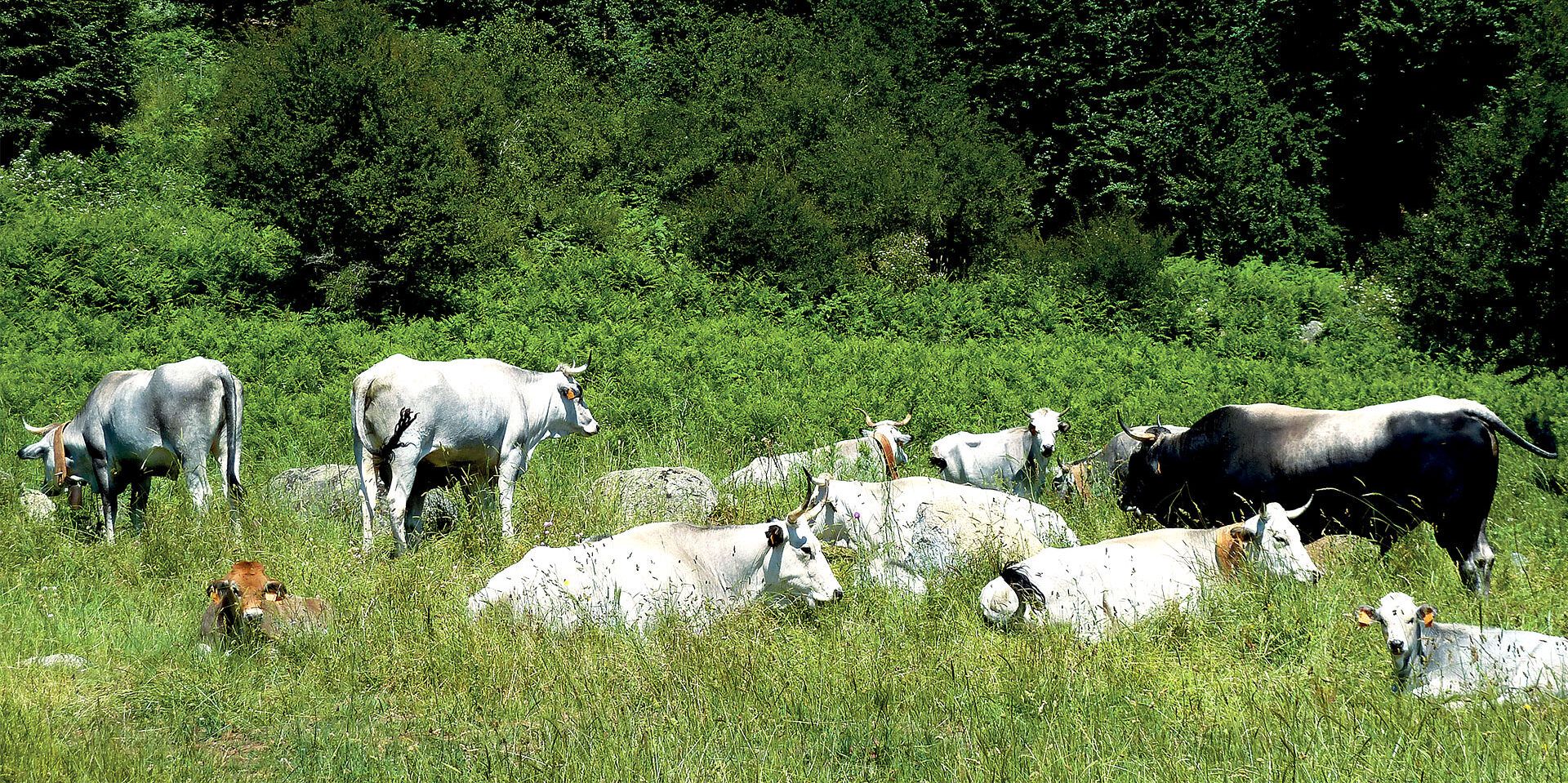 Rischio Tubercolosi, il ministero vieta la transumanza