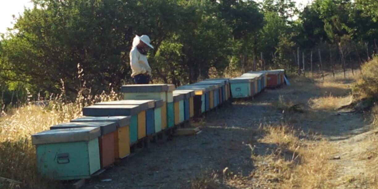 Apicoltura, in arrivo dalla Regione 450mila euro per i produttori