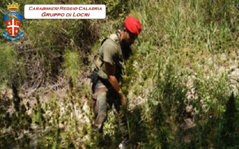 Operazione antidroga nel Reggino, rinvenute tre piantagioni