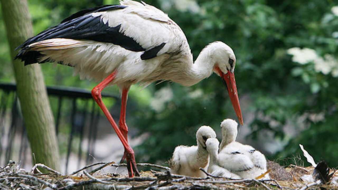 Reggio Calabria, cicogna ferita da fucile salvata dalla polizia metropolitana
