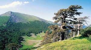 Al Parco del Pollino la Bandiera verde Agricoltura 2020